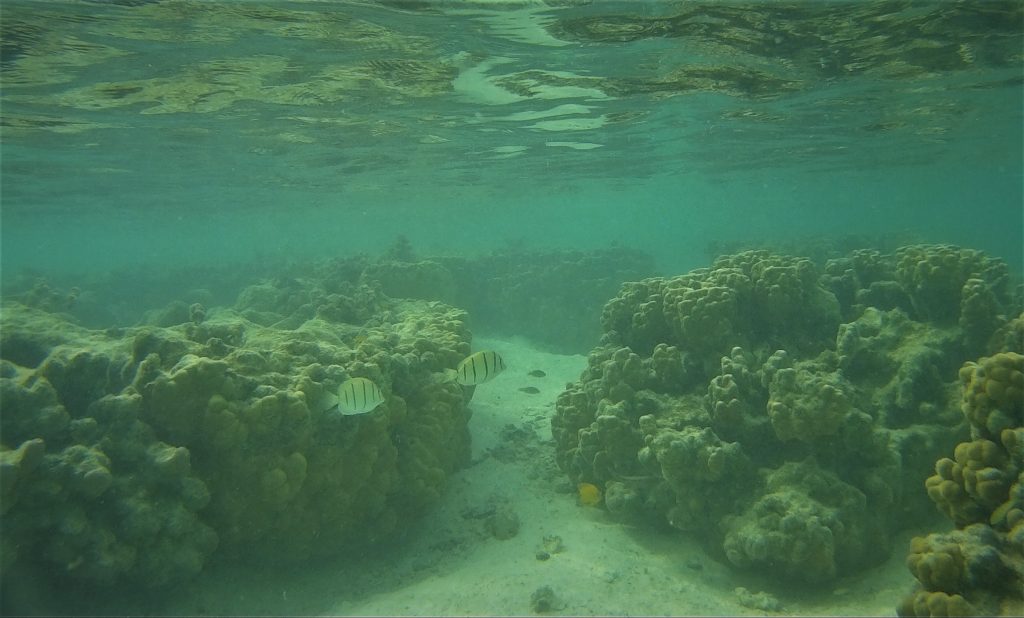 Korallenriff von Tetiaroa in der Südsee
