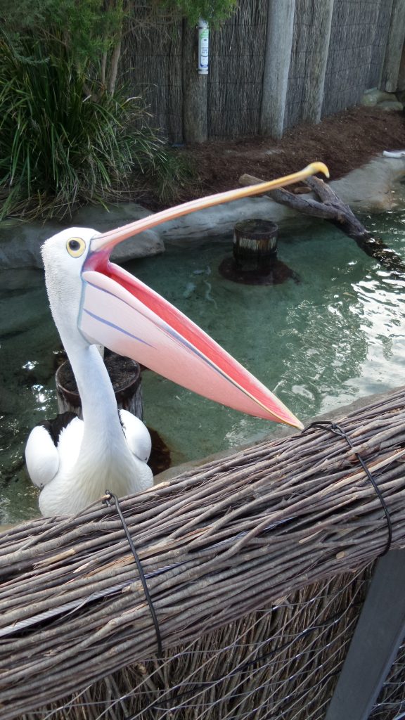 Ein Pelikan im Taronga Zoo Sydney