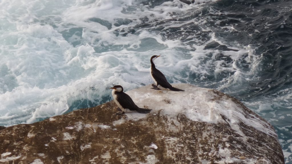 Zwei Wasservögel jagen am Bondi Beach in Sydney