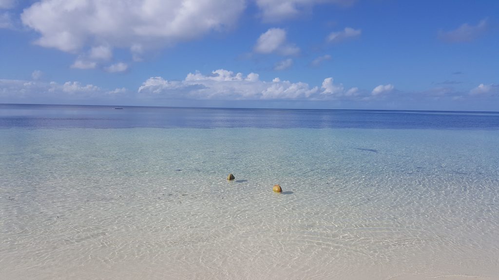 Zwei Kokosnüsse schwimmen in einem ruhigen Meer