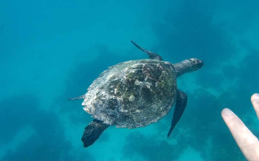 Eine Schildkröte im Meer über einem Riff auf den Malediven