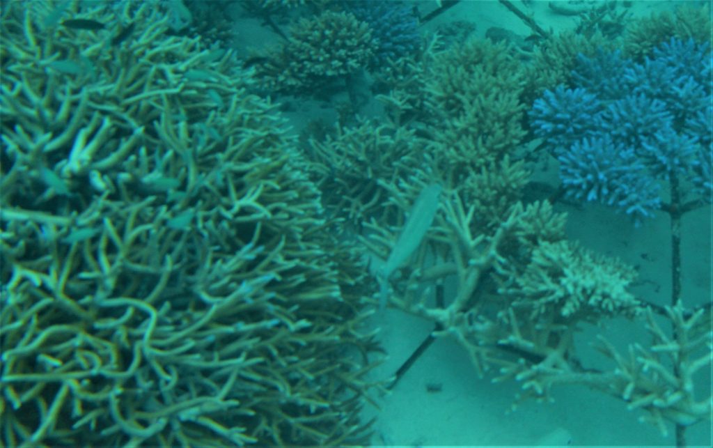 Neue Korallen überwuchern die Rekonstruktion auf den Malediven