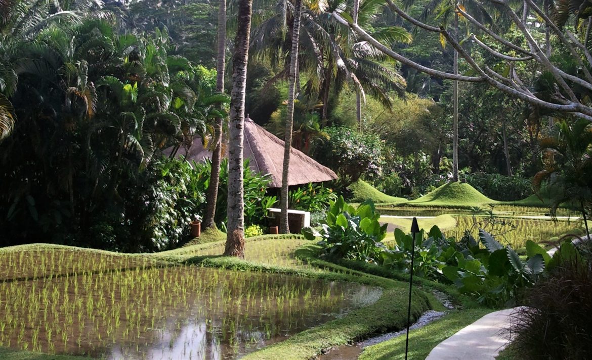 Reisfelder im Four Seasons Bali at Sayan